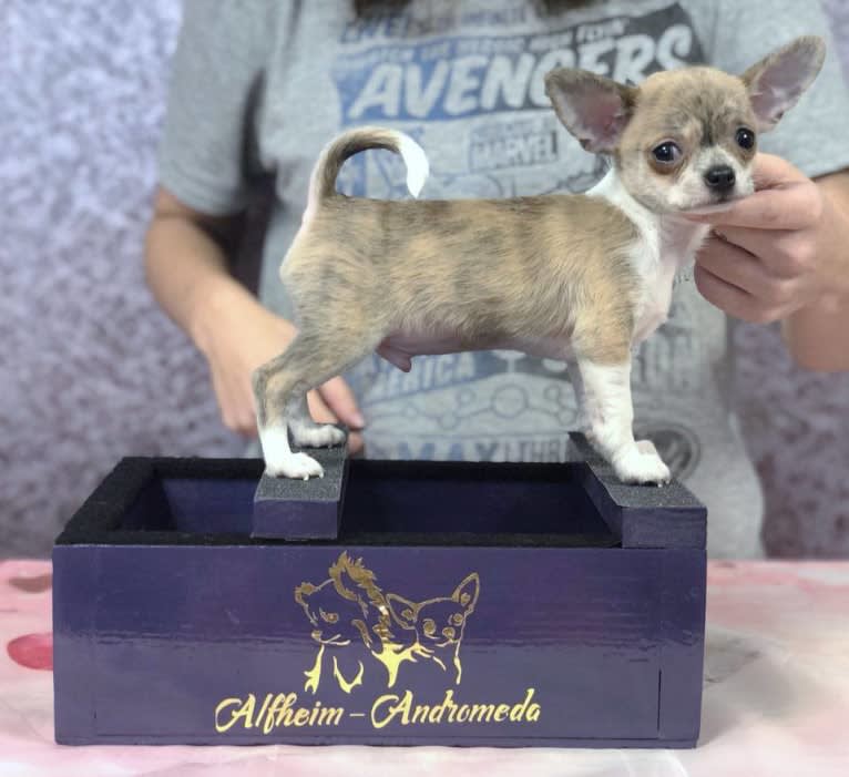 Robin, a Chihuahua tested with EmbarkVet.com