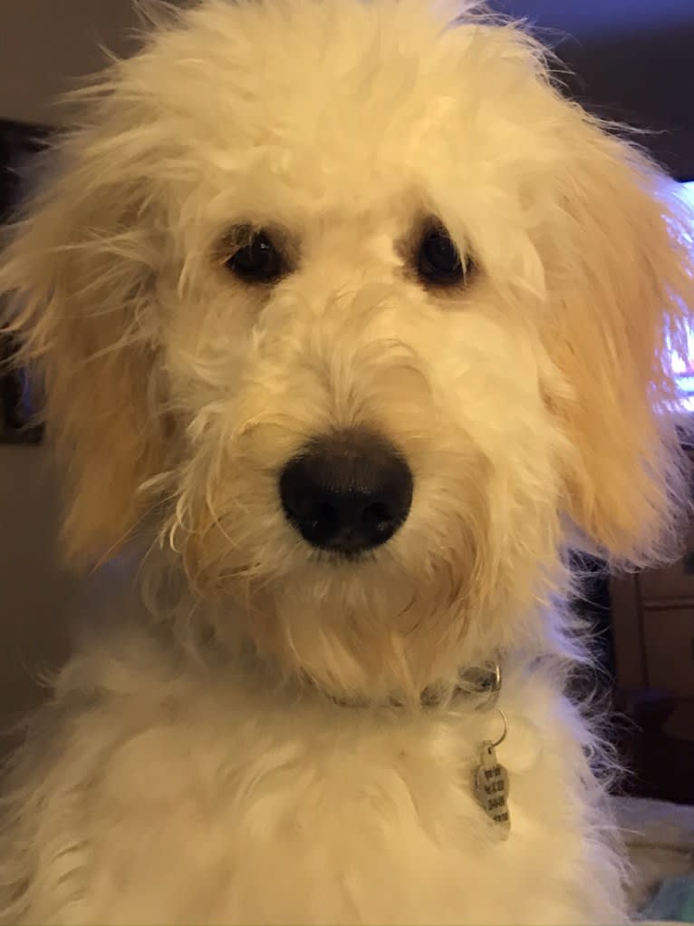 Chloe Grace, a Goldendoodle tested with EmbarkVet.com