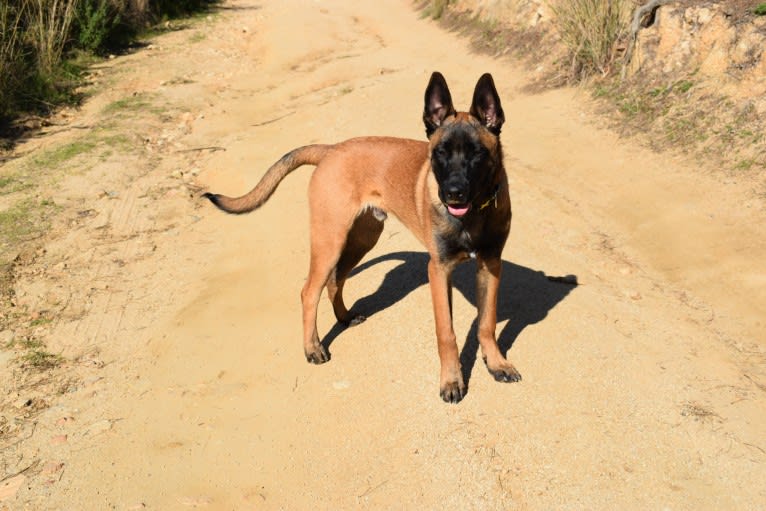 Kylar (PsychoKiller d'Hélitesport), a Belgian Shepherd tested with EmbarkVet.com