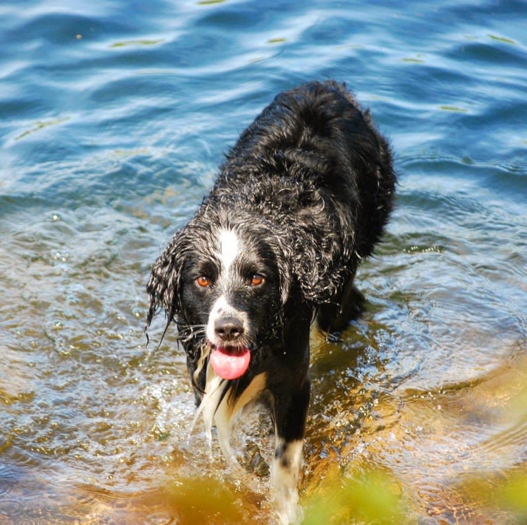 Pepé le Pew, a Miniature/MAS-type Australian Shepherd and English Springer Spaniel mix tested with EmbarkVet.com