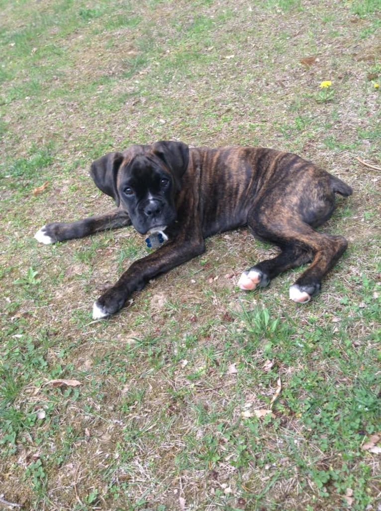 Murray, a Boxer tested with EmbarkVet.com