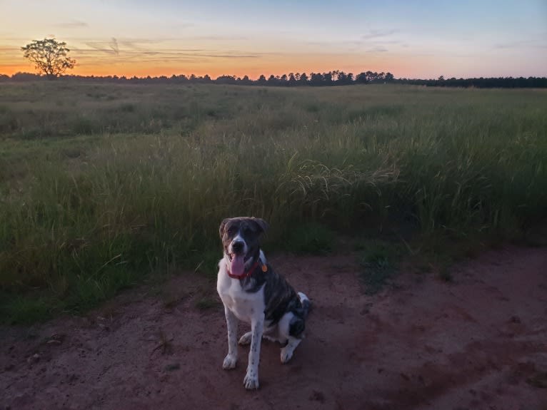 Oliver, a Great Pyrenees and American Pit Bull Terrier mix tested with EmbarkVet.com