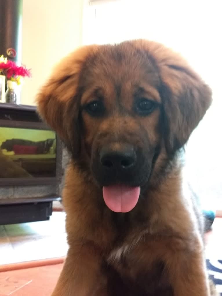 Cannoli, a Tibetan Mastiff tested with EmbarkVet.com