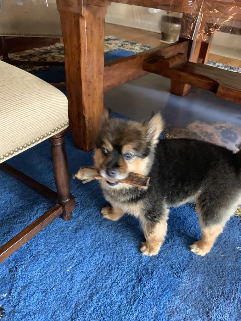 Bear, a Pomeranian and Yorkshire Terrier mix tested with EmbarkVet.com