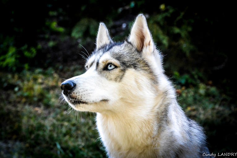 NOVA, a Siberian Husky tested with EmbarkVet.com