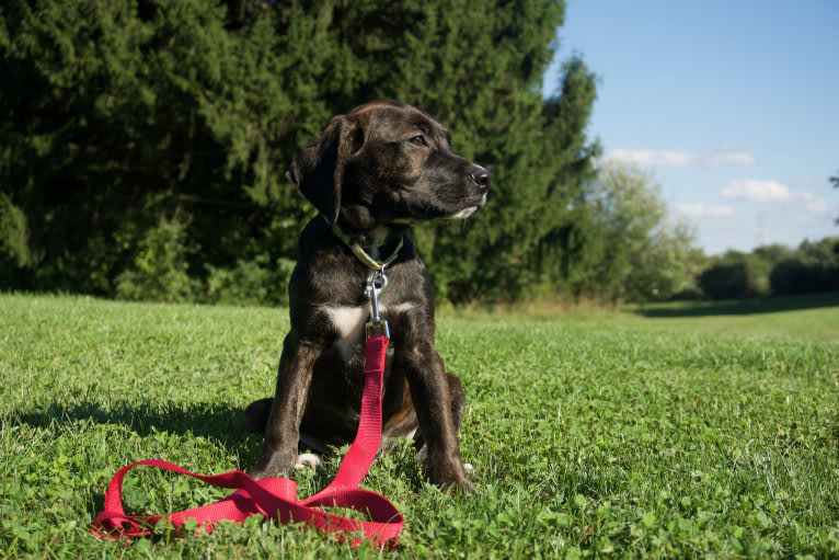 Quinn, a Golden Retriever and Boston Terrier mix tested with EmbarkVet.com