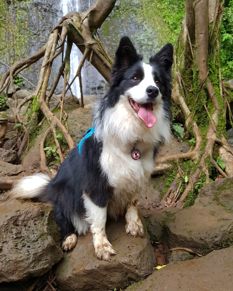 Kida, a Border Collie tested with EmbarkVet.com