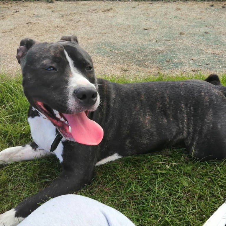 Loki, a Staffordshire Bull Terrier and American Pit Bull Terrier mix tested with EmbarkVet.com