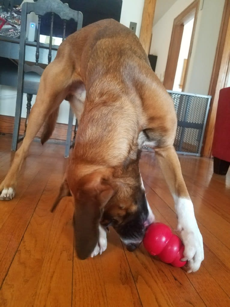 Dax, a Boxer and Labrador Retriever mix tested with EmbarkVet.com