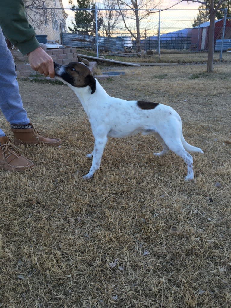 Tac, a Border Collie and Border Terrier mix tested with EmbarkVet.com