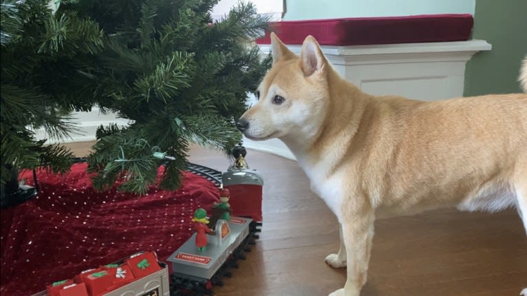 Cymba, a Shiba Inu tested with EmbarkVet.com