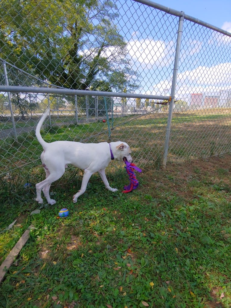 Patch, an American Pit Bull Terrier and Boxer mix tested with EmbarkVet.com