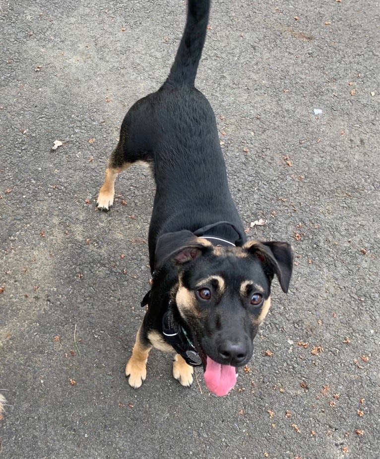 Roo, a Labrador Retriever and American Pit Bull Terrier mix tested with EmbarkVet.com