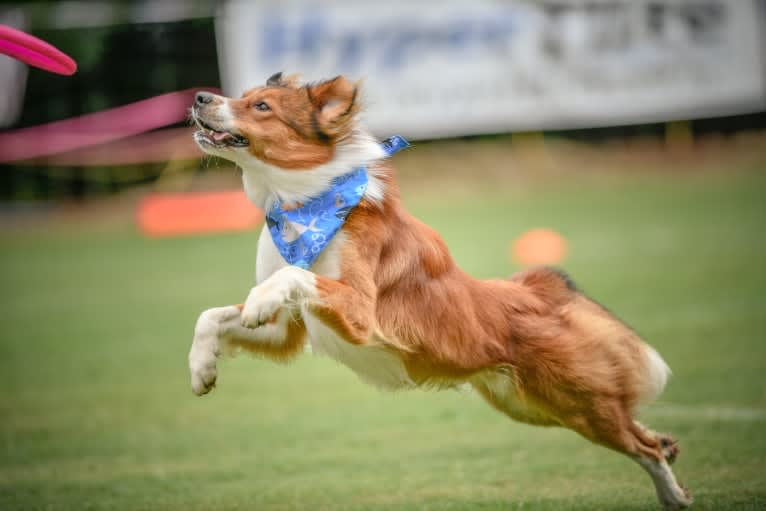 Mac, an English Shepherd tested with EmbarkVet.com