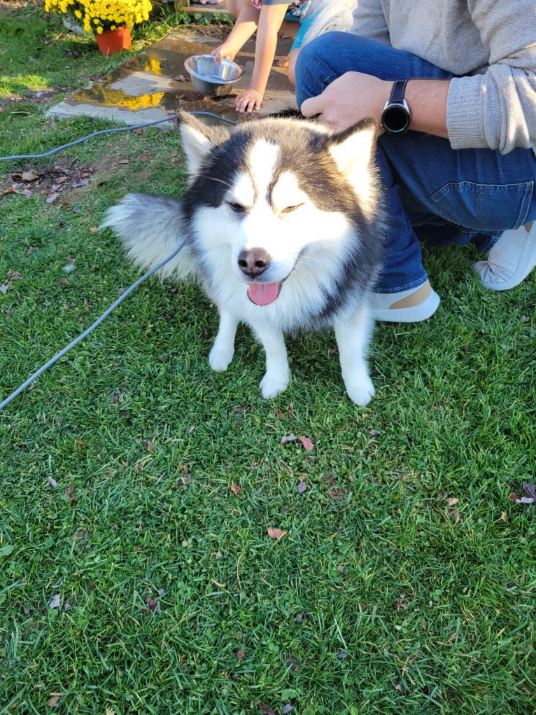 Tikanni, a Pomsky tested with EmbarkVet.com