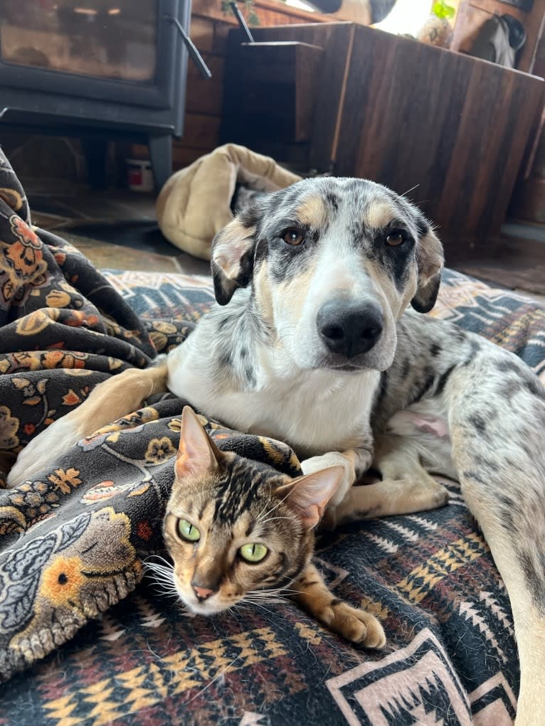 IronEye Pancho, a Border Collie and Catahoula Leopard Dog mix tested with EmbarkVet.com