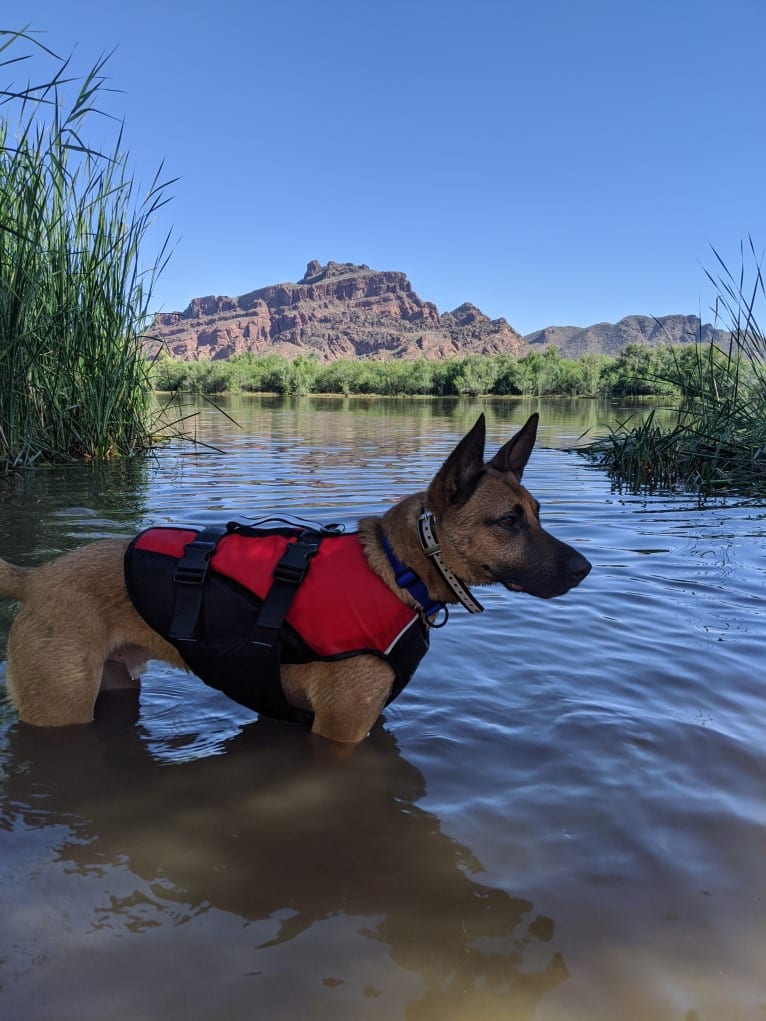 Enzo, a German Shepherd Dog and American Pit Bull Terrier mix tested with EmbarkVet.com