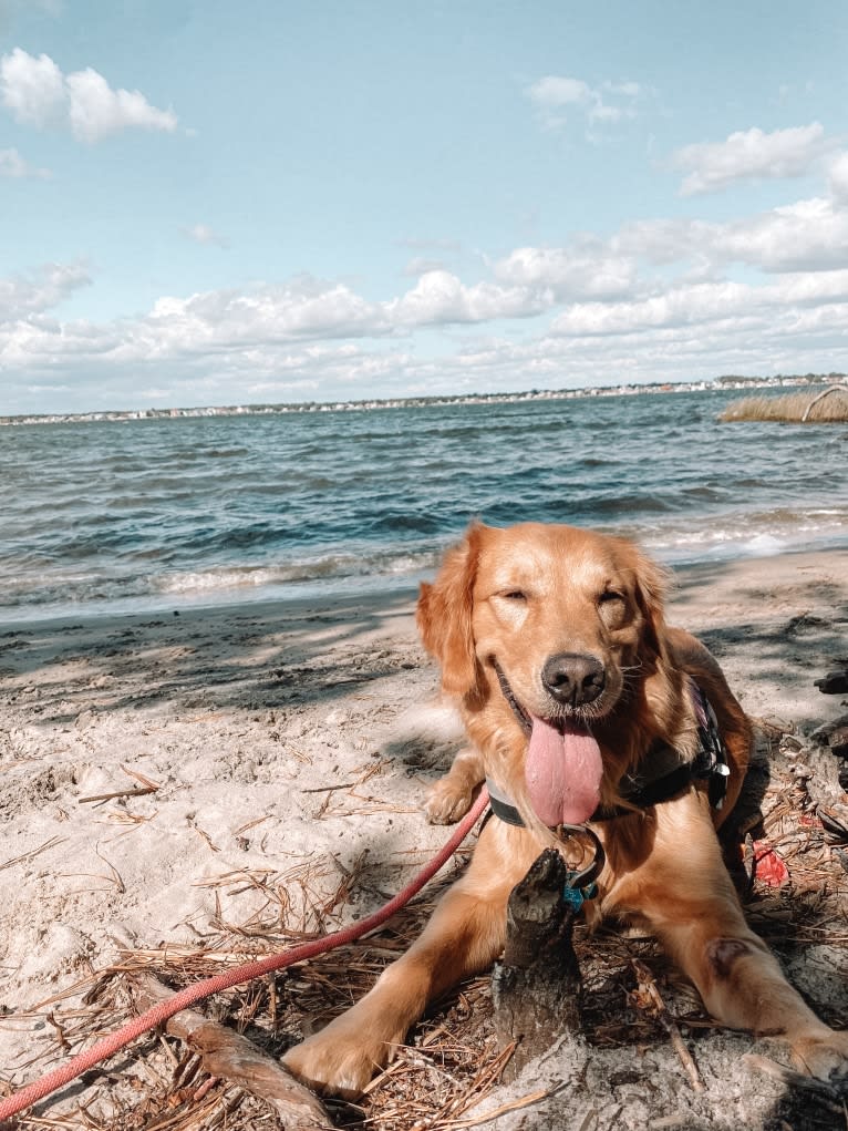 Marley, a Golden Retriever tested with EmbarkVet.com