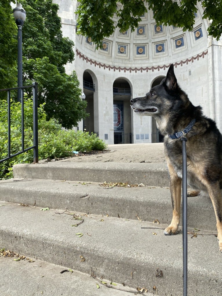 Brutus, a Norwegian Elkhound and Australian Cattle Dog mix tested with EmbarkVet.com