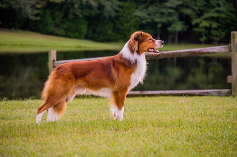 Mac, an English Shepherd tested with EmbarkVet.com