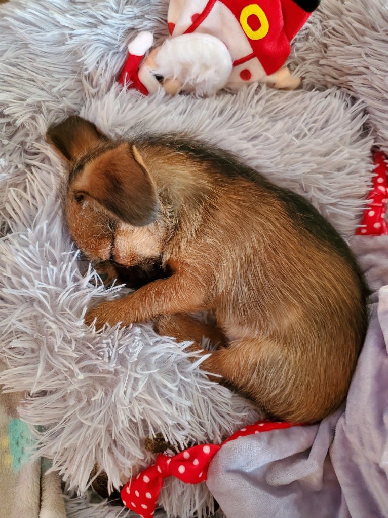 Pebbles, a Chihuahua and Pekingese mix tested with EmbarkVet.com