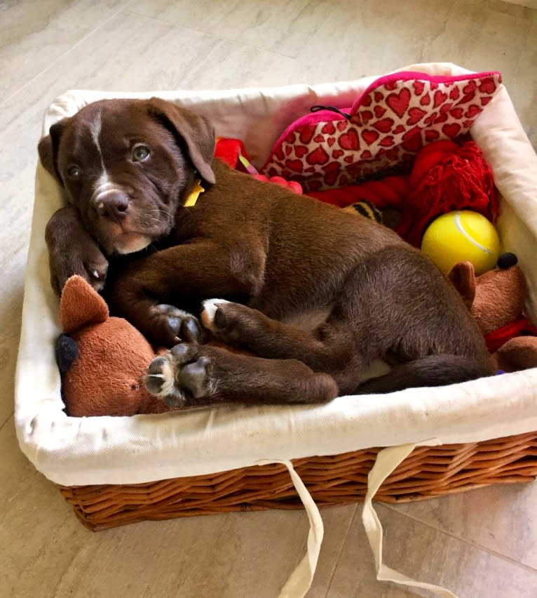 Abel, a Bulldog and Labrador Retriever mix tested with EmbarkVet.com