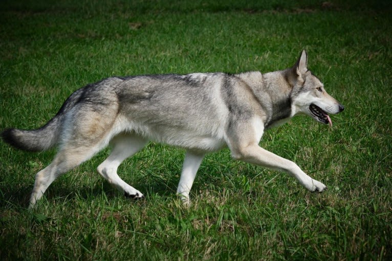 Nena Shadow de In fine mundi, a Saarloos Wolfdog tested with EmbarkVet.com
