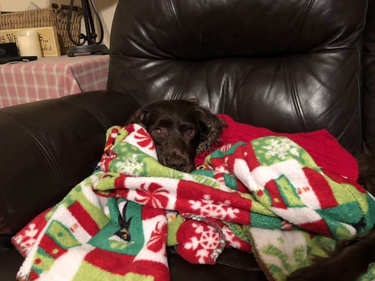 Luma, a Boykin Spaniel tested with EmbarkVet.com