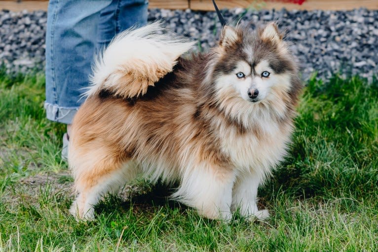 Sapphire, a Pomeranian and Siberian Husky mix tested with EmbarkVet.com