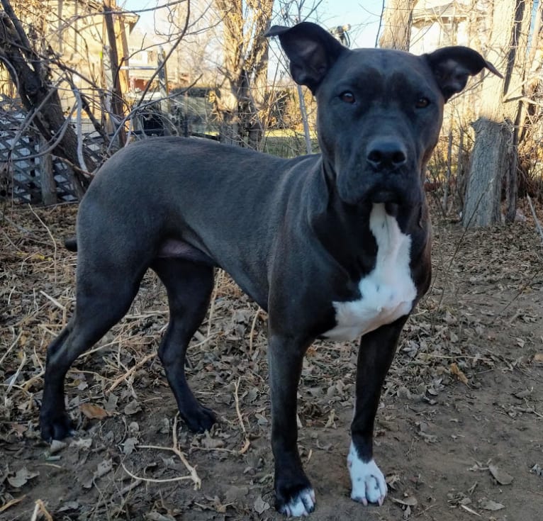 Andromeda, an American Pit Bull Terrier and Boxer mix tested with EmbarkVet.com