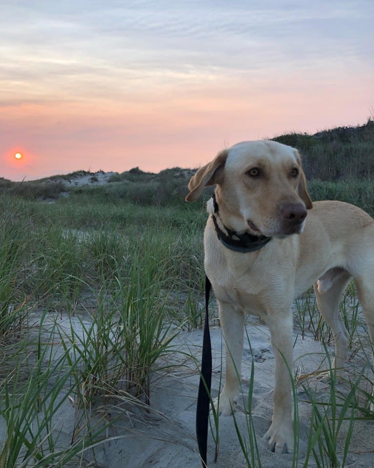 Gus, a Labrador Retriever tested with EmbarkVet.com