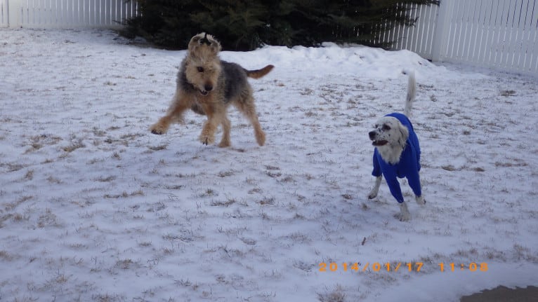 Sunny, an Airedale Terrier and Bluetick Coonhound mix tested with EmbarkVet.com