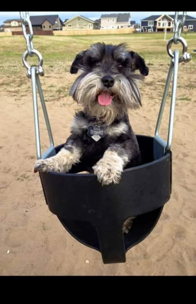 Minnie, a Miniature Schnauzer tested with EmbarkVet.com