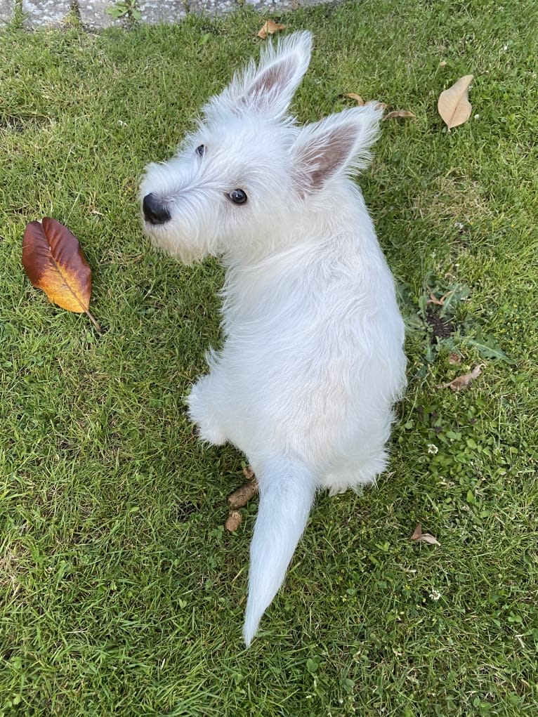 Ding Ding, a West Highland White Terrier tested with EmbarkVet.com