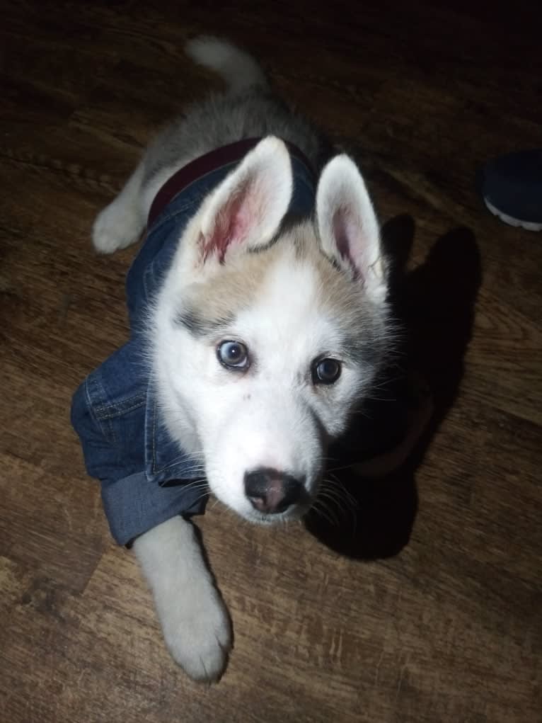 Everest, a Gerberian Shepsky tested with EmbarkVet.com