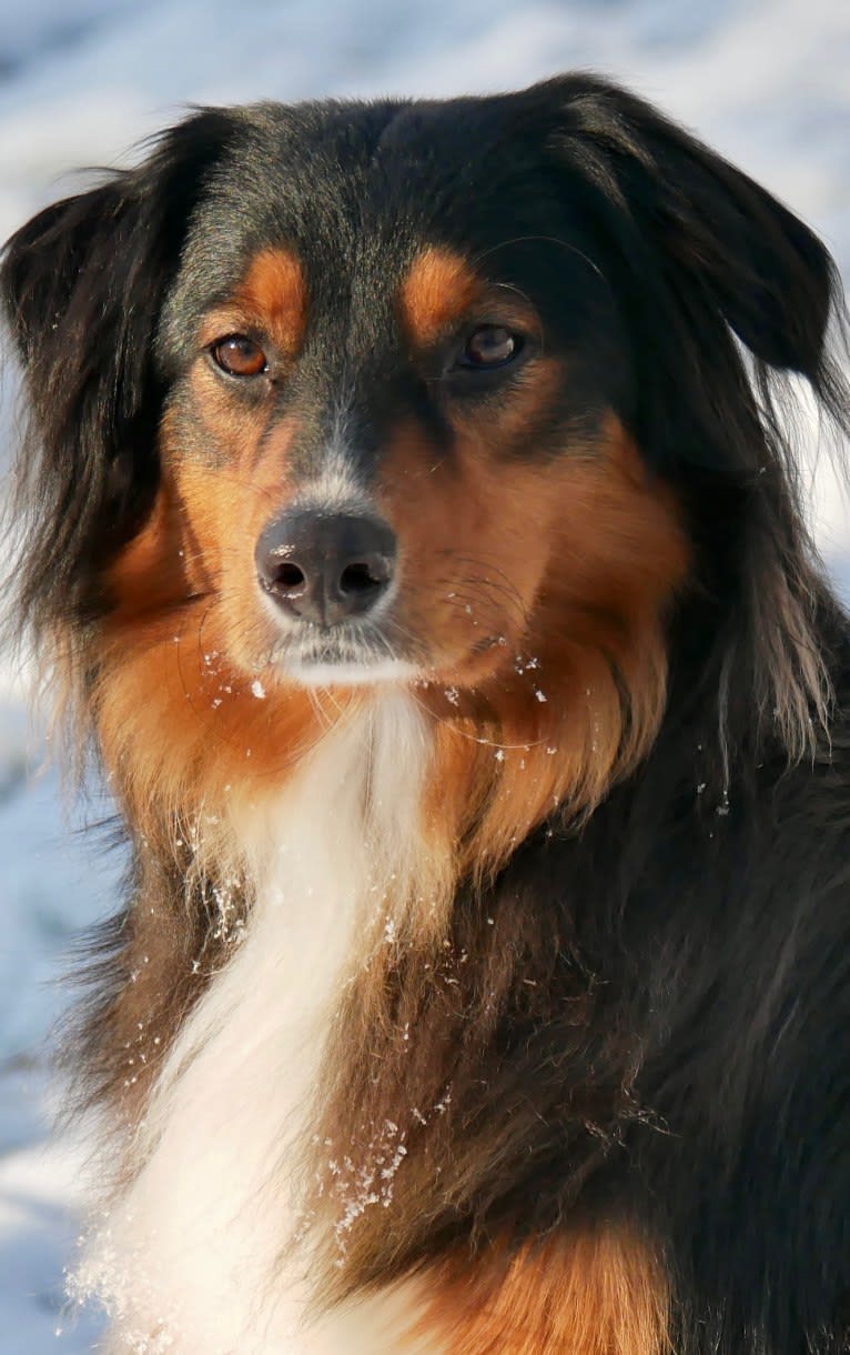 Leopold, an English Shepherd tested with EmbarkVet.com