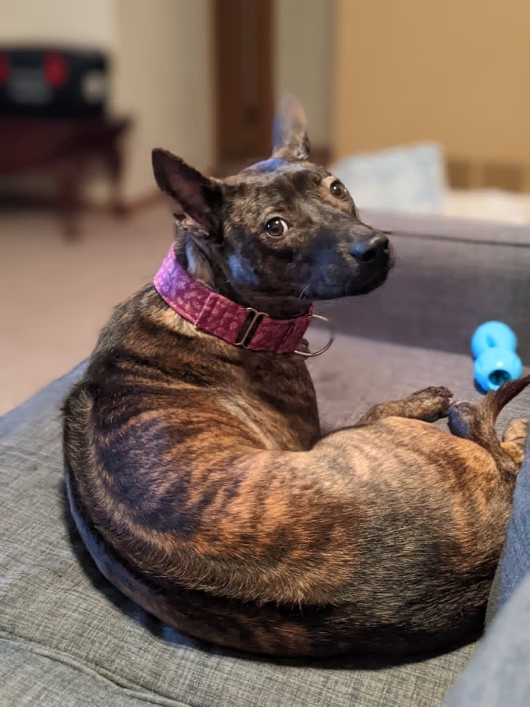 Lotus, a Phu Quoc Ridgeback tested with EmbarkVet.com