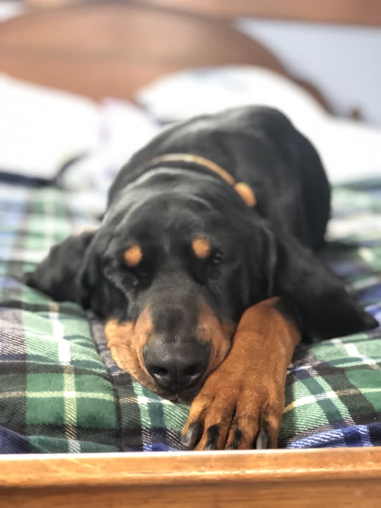 Hillary, a Black and Tan Coonhound tested with EmbarkVet.com