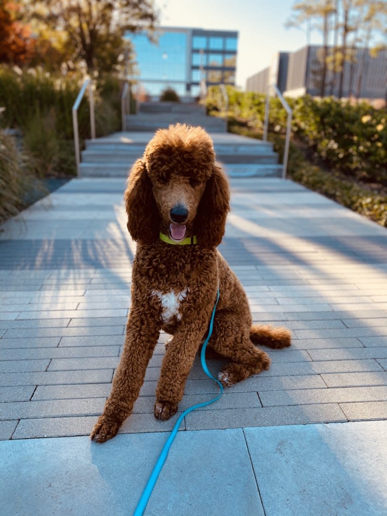 Captain Scooby Doo, a Poodle (Standard) tested with EmbarkVet.com