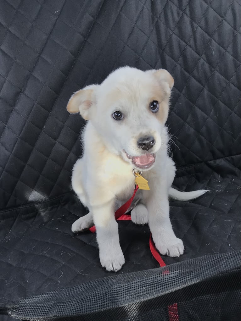 Millie, an Australian Cattle Dog and Great Pyrenees mix tested with EmbarkVet.com