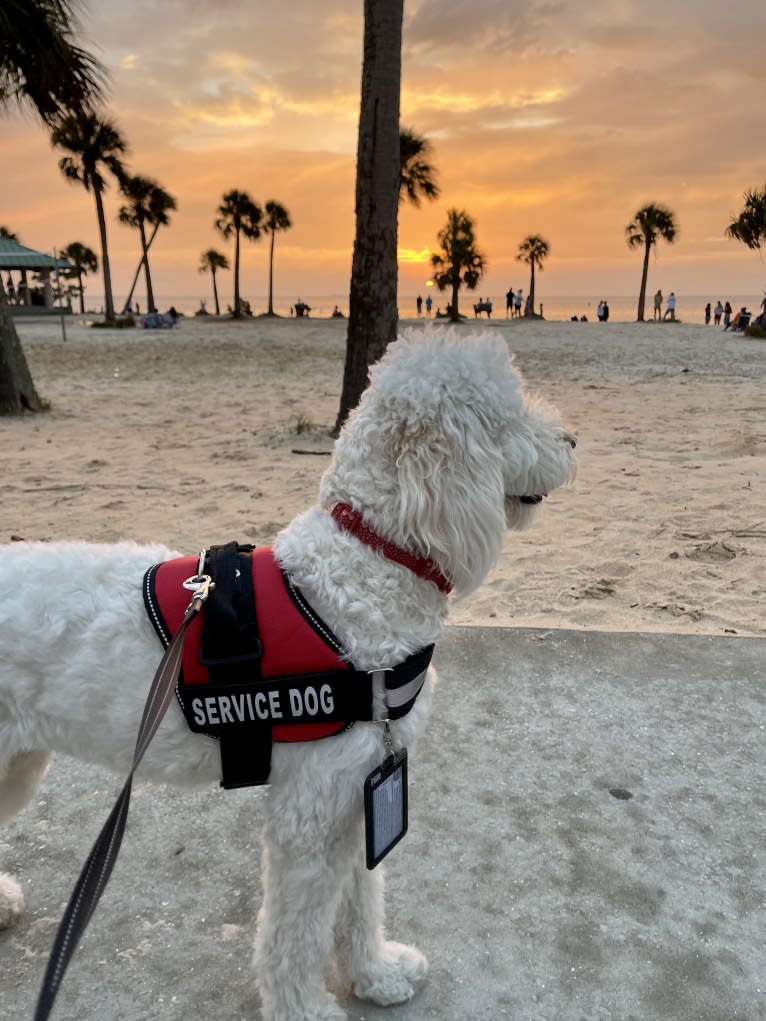 Chloe Grace, a Goldendoodle tested with EmbarkVet.com