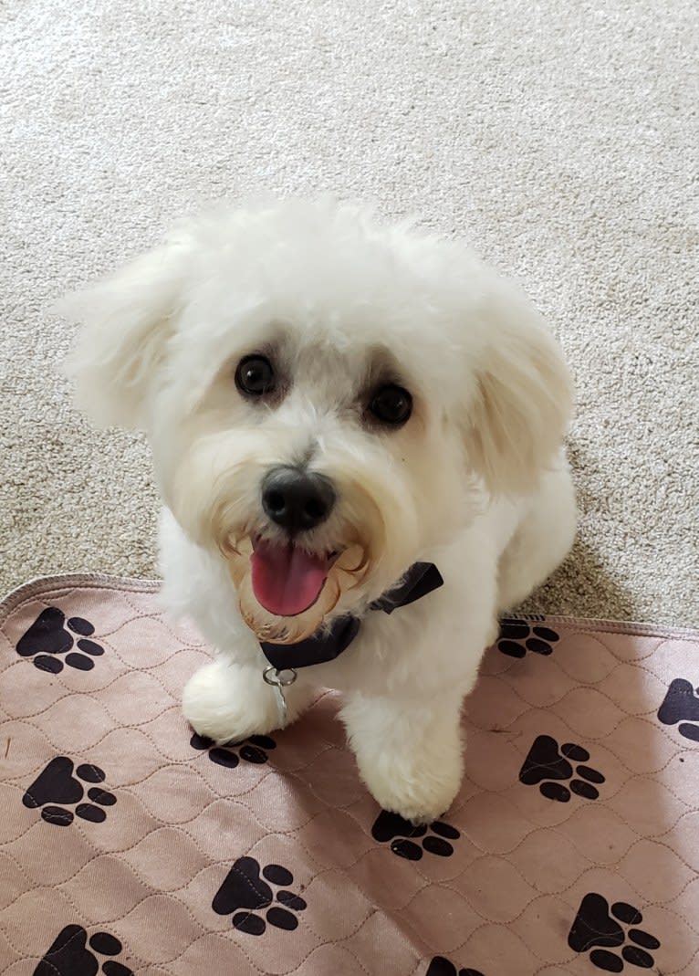 Benji, a Poodle (Small) and Bichon Frise mix tested with EmbarkVet.com