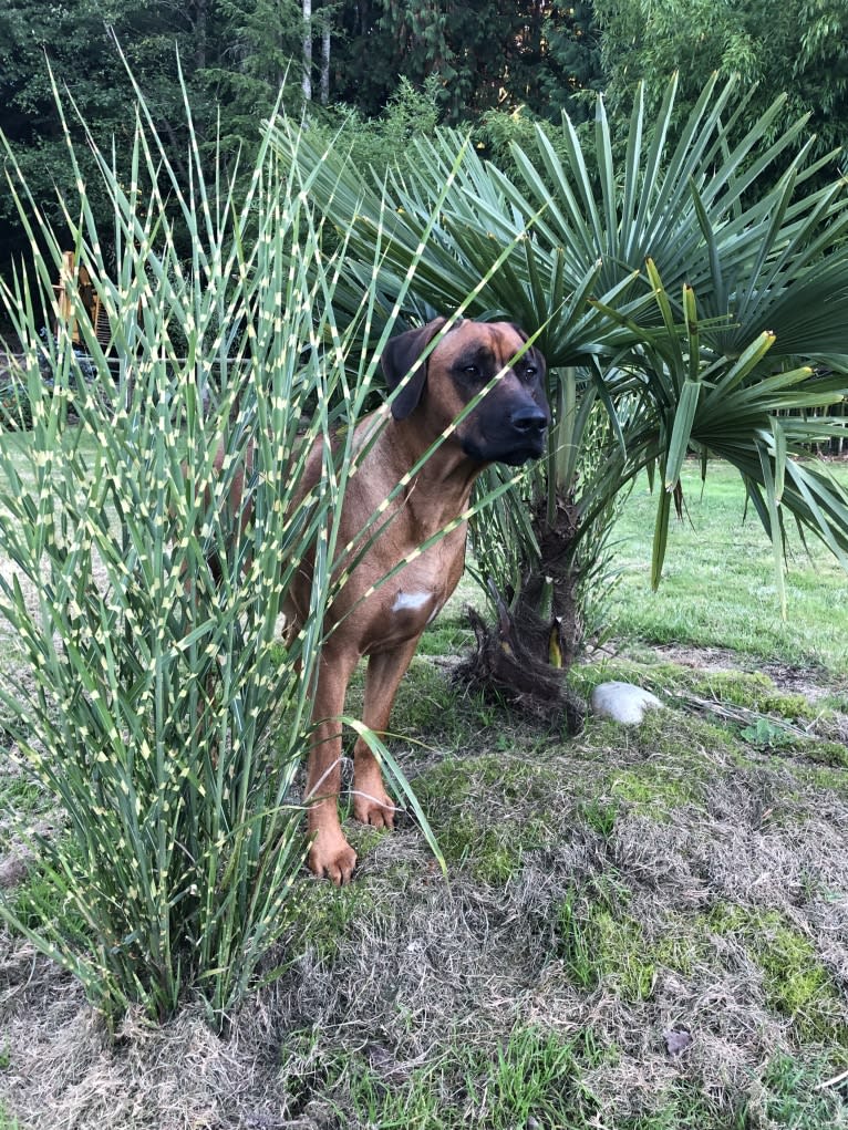 Diesel, a Rhodesian Ridgeback tested with EmbarkVet.com