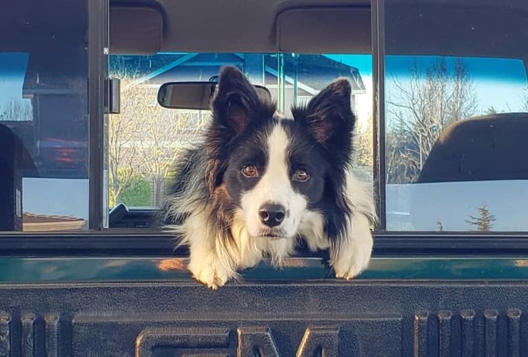 Kida, a Border Collie tested with EmbarkVet.com