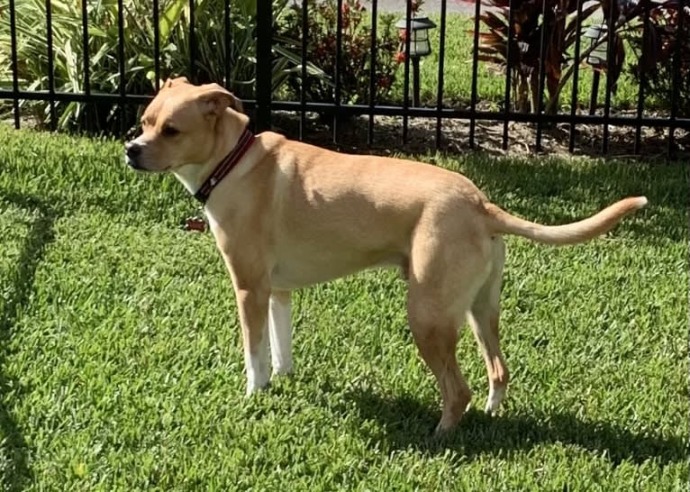 Leo, an American Pit Bull Terrier and Labrador Retriever mix tested with EmbarkVet.com