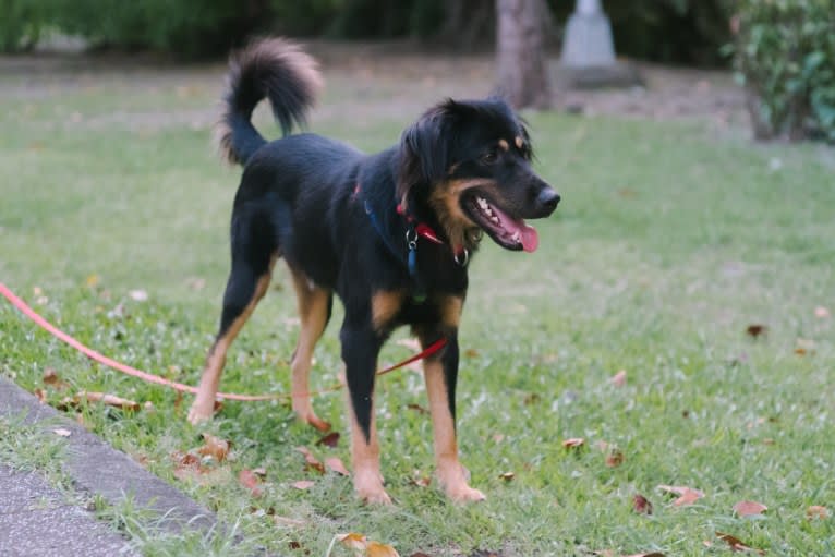 Maro, a Formosan Mountain Dog tested with EmbarkVet.com