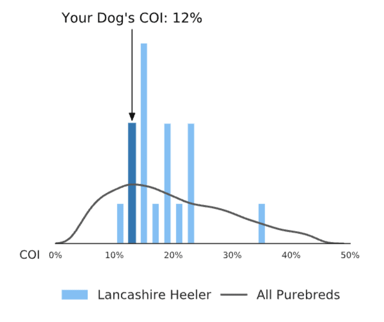 Banksy, a Lancashire Heeler tested with EmbarkVet.com