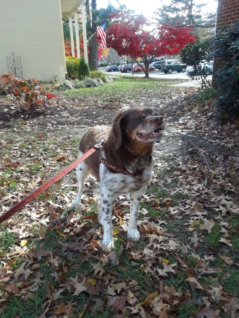 Teddy, a Brittany tested with EmbarkVet.com