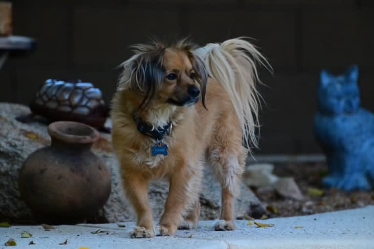 Flynn Taggart, a Chihuahua and Cocker Spaniel mix tested with EmbarkVet.com