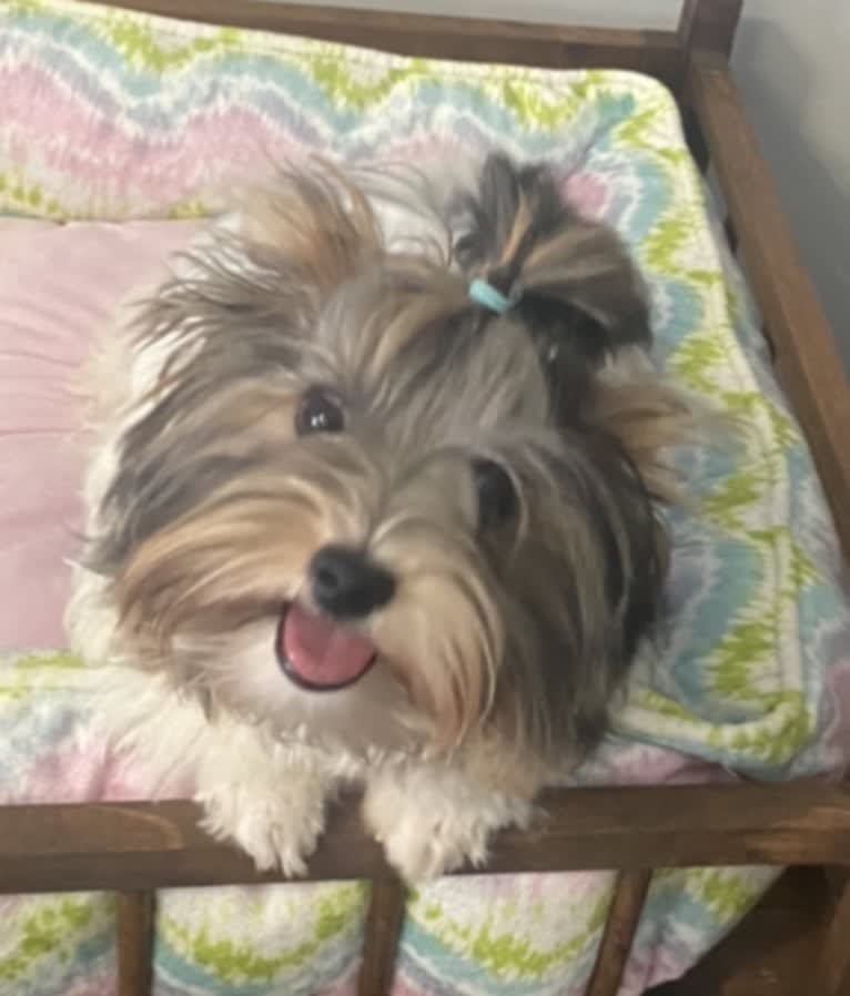 Simba, a Biewer Terrier tested with EmbarkVet.com